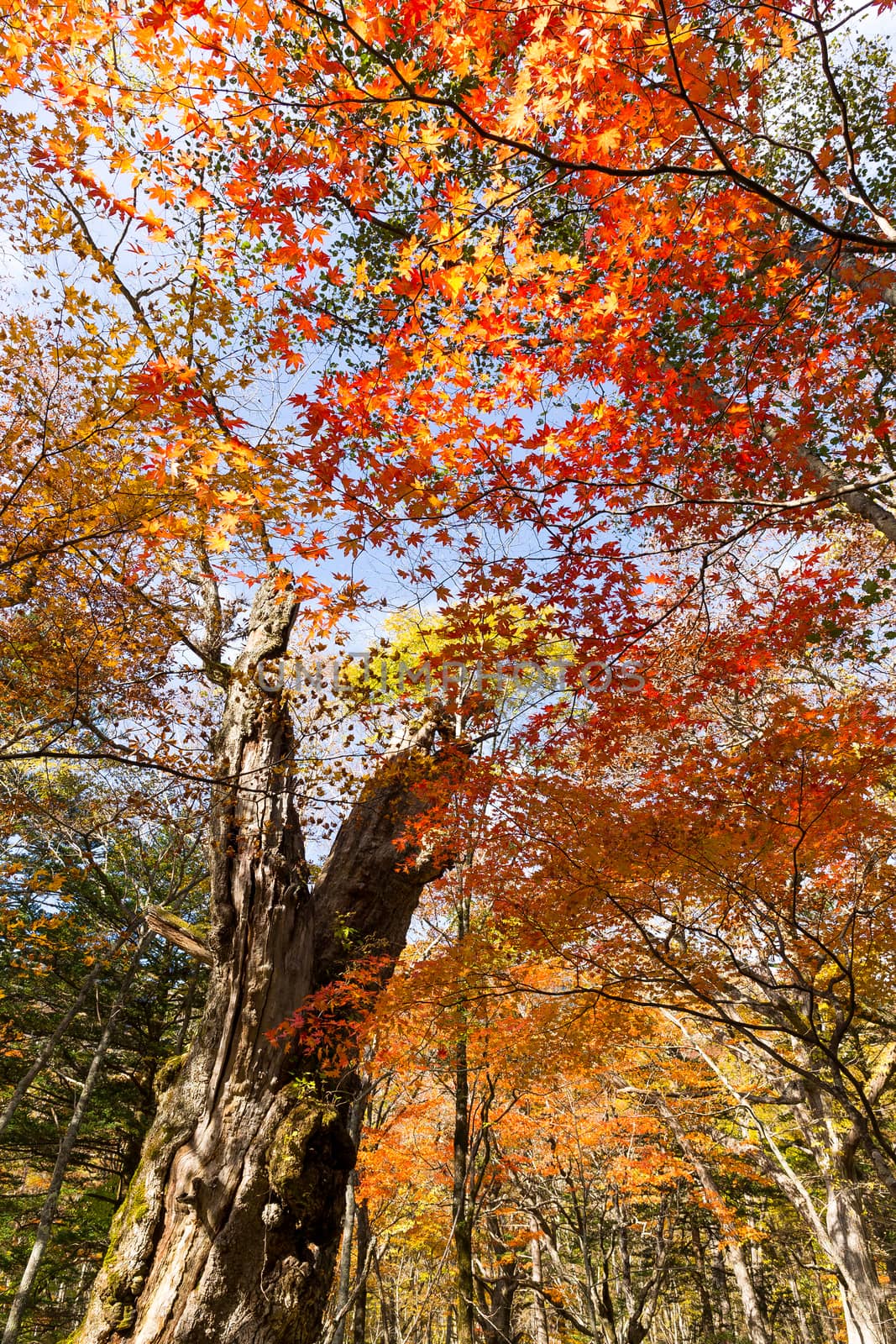 Autumn maple leaves by leungchopan