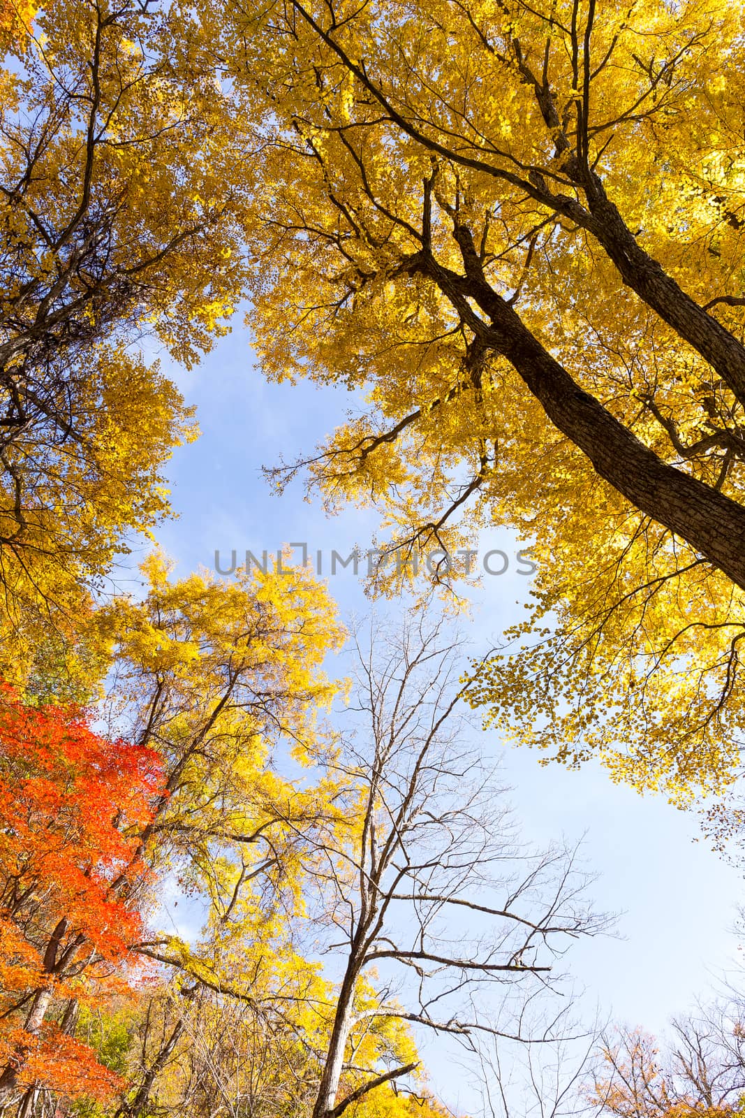 Maple tree in autumn by leungchopan