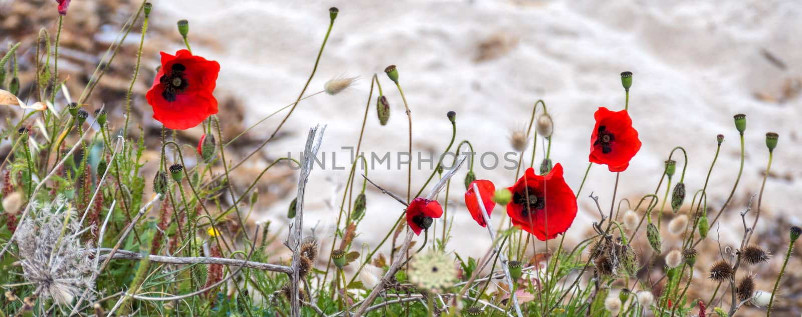 Poppies Flowering in Sardinia by phil_bird