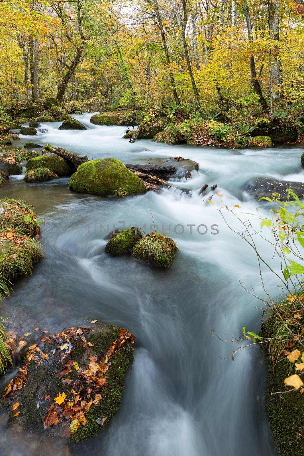 Oirase Stream in autumn of Japan by leungchopan