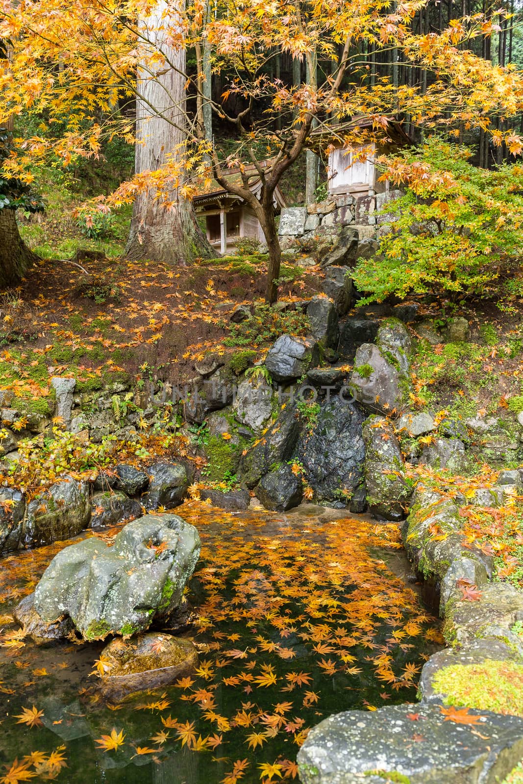 Traditional Japanese garden at autumn by leungchopan