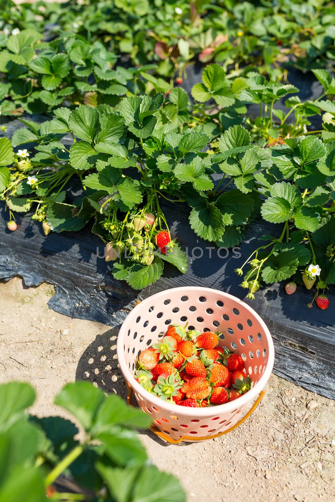 Basket of fresh strawberries in the field by leungchopan