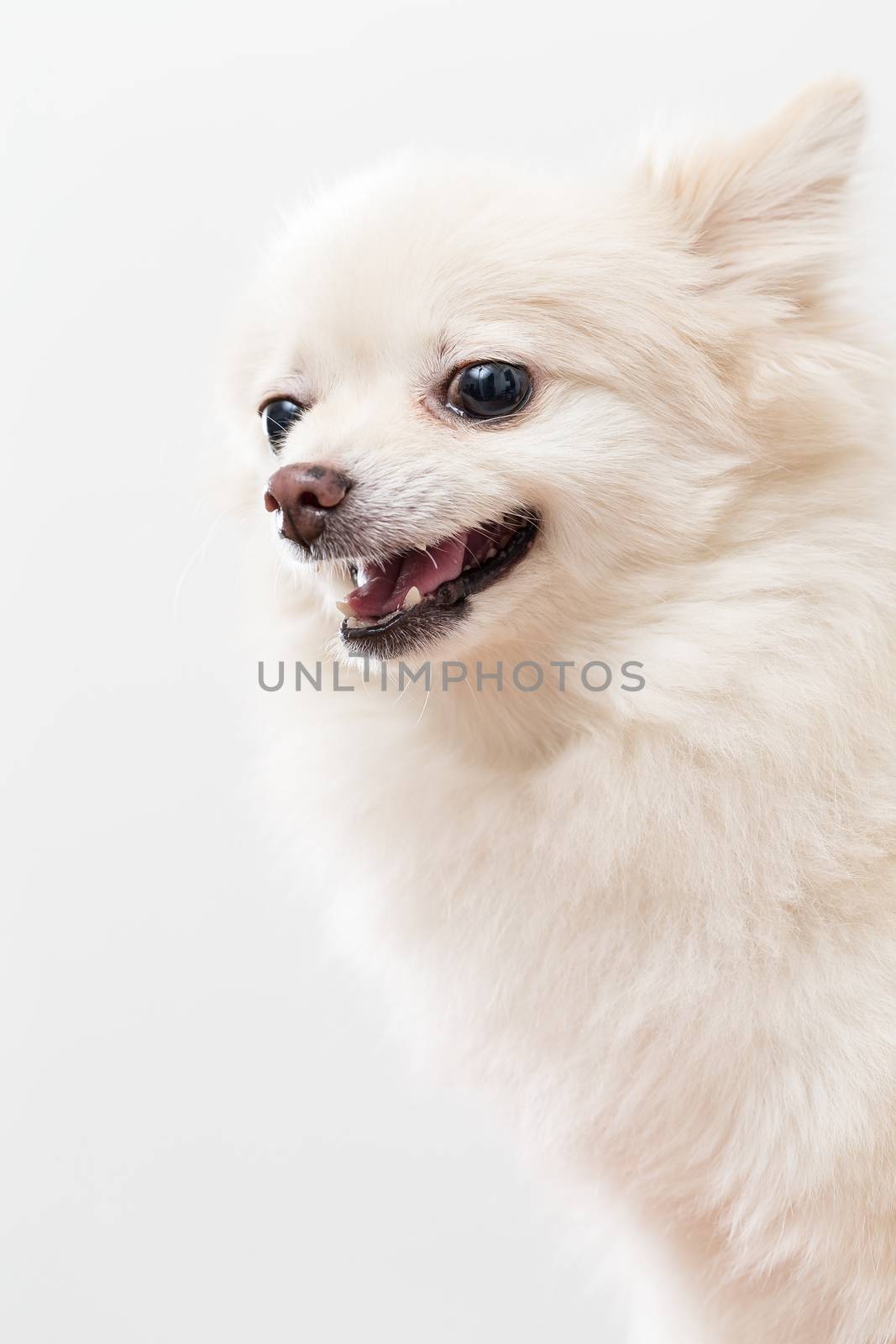 White Pomeranian getting angry by leungchopan