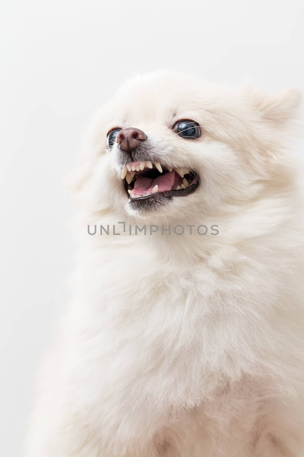 White Pomeranian barking over white background by leungchopan