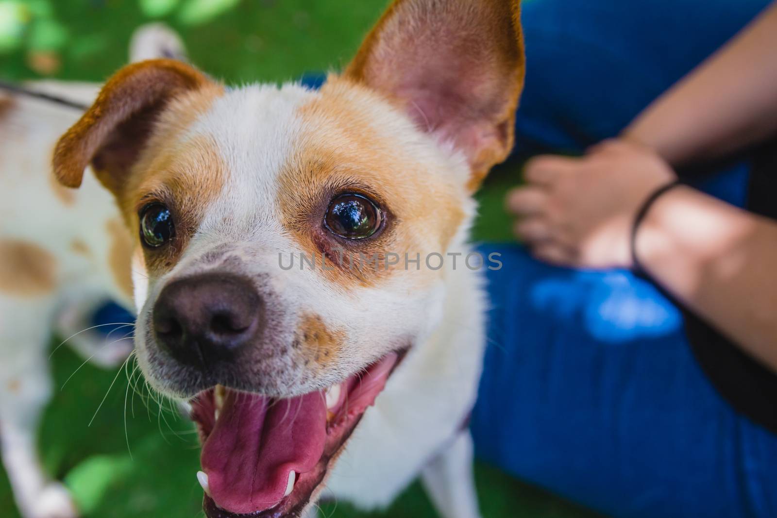 Adorable Jack Russell Terrier dog in the park looking at camera.