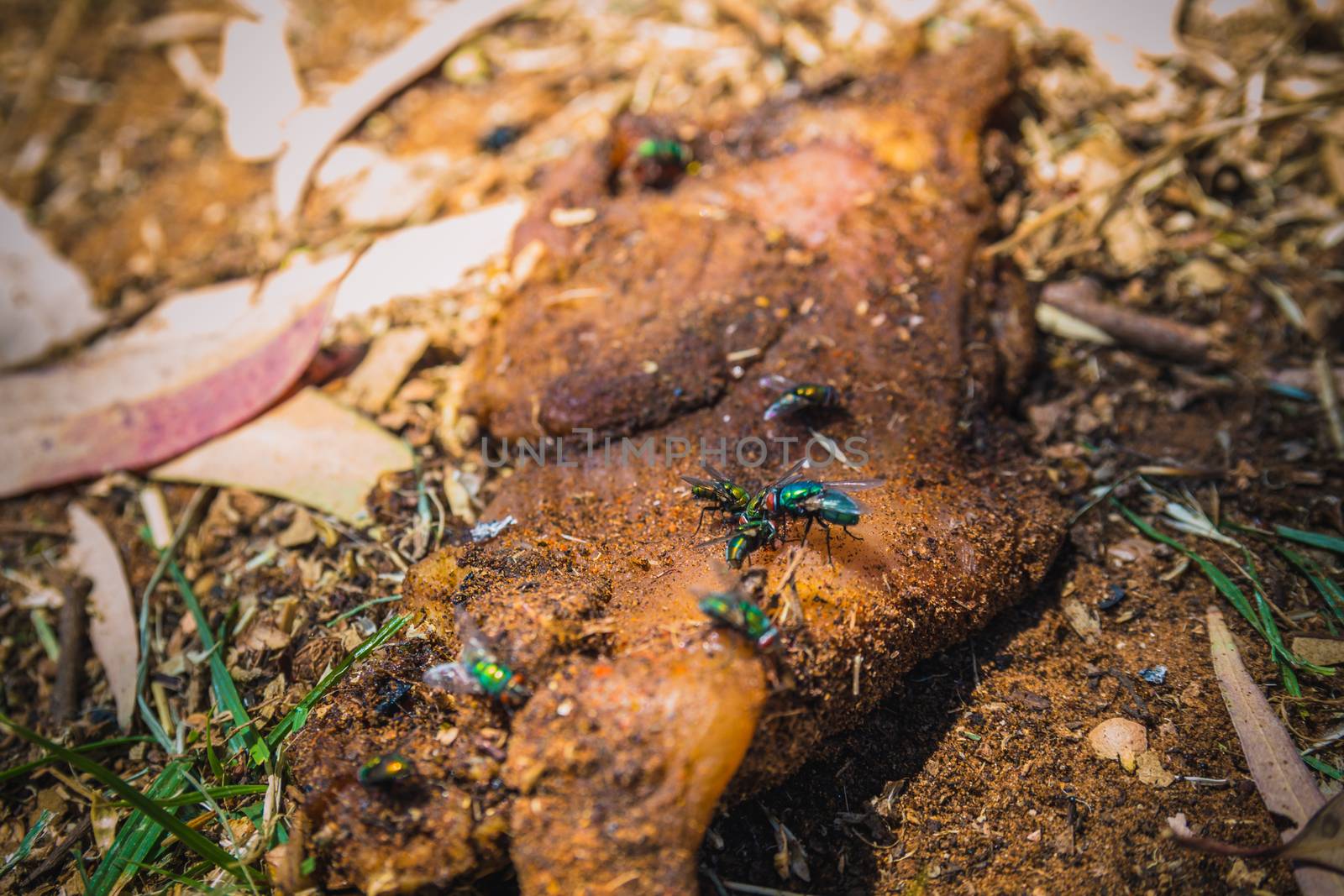 Green flies on a dirty piece of raw meat that lying on the ground.
