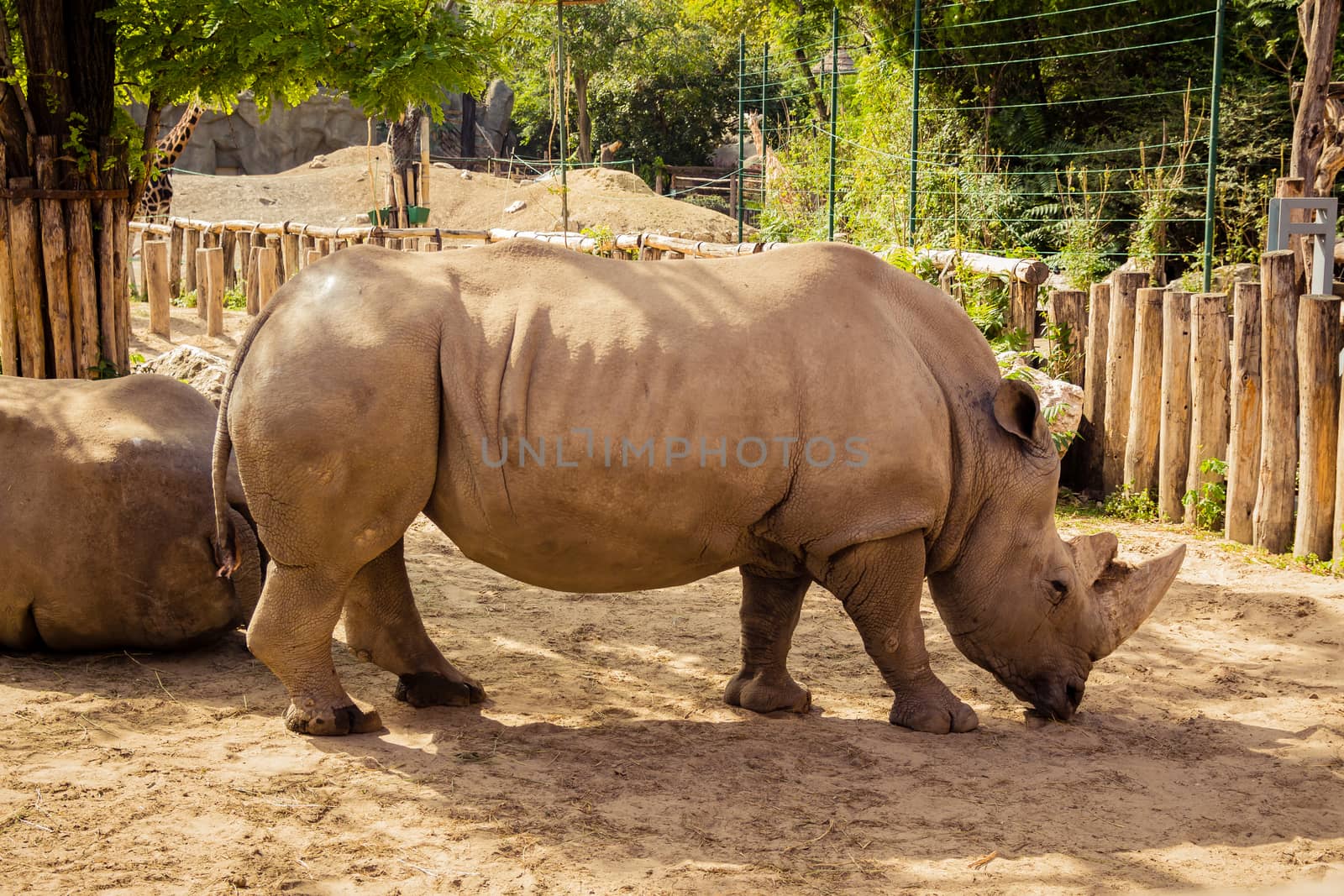 Rhino in the zoo.