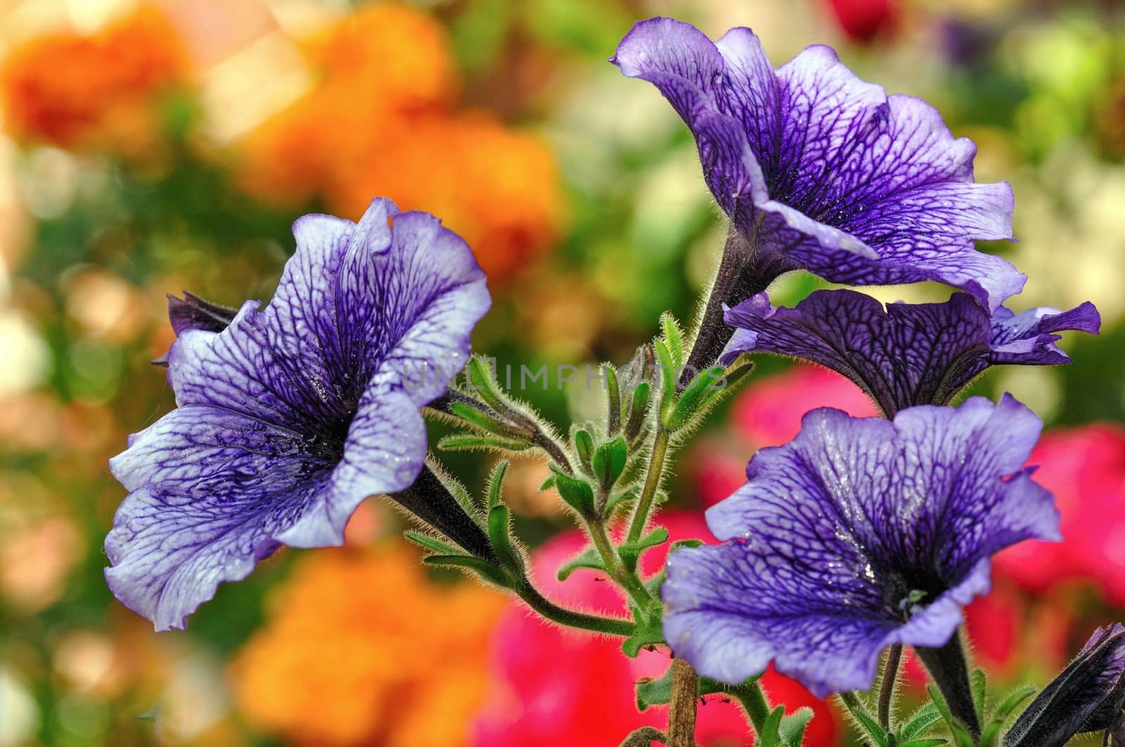 flowers in a garden