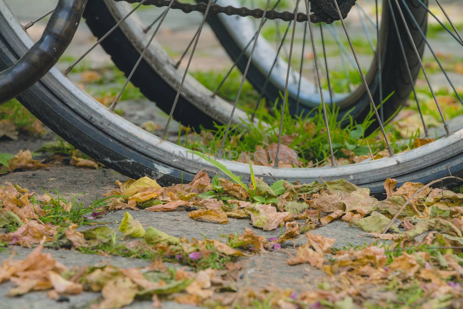 Bicycle wheels with many dry leaves on the pavement on autumn day.