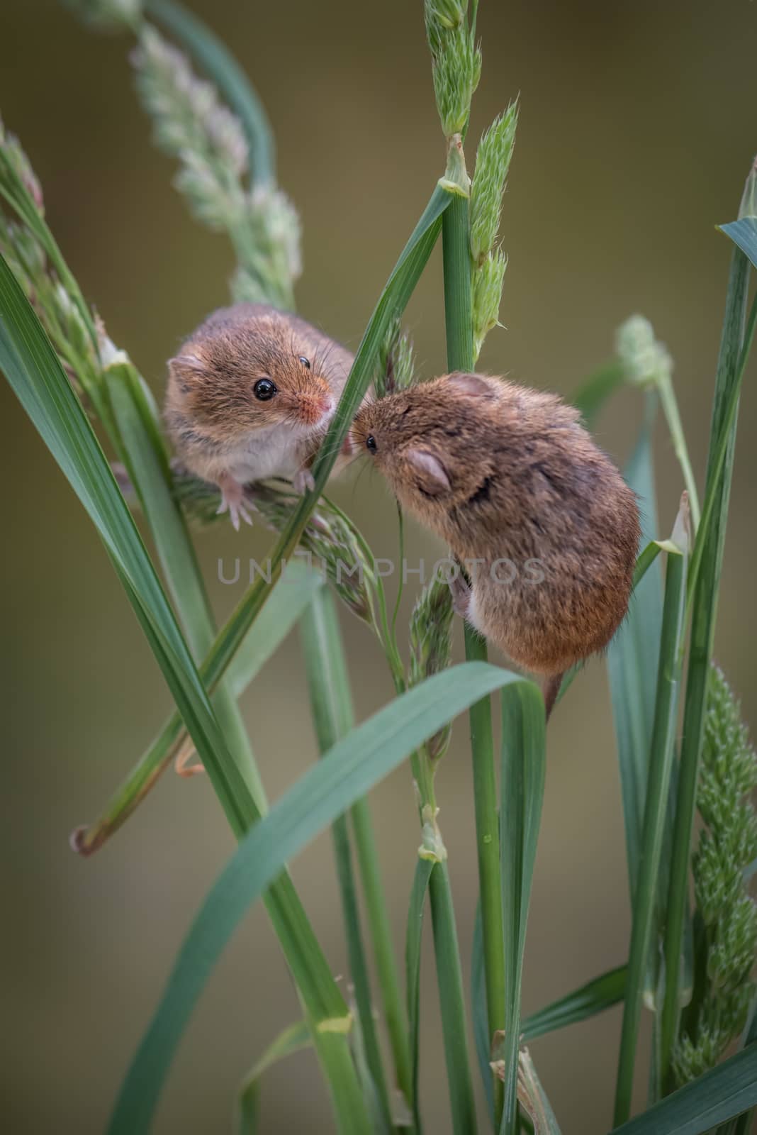 two harvest mice climbing up strands of grass and looking at each other in upright vertical format