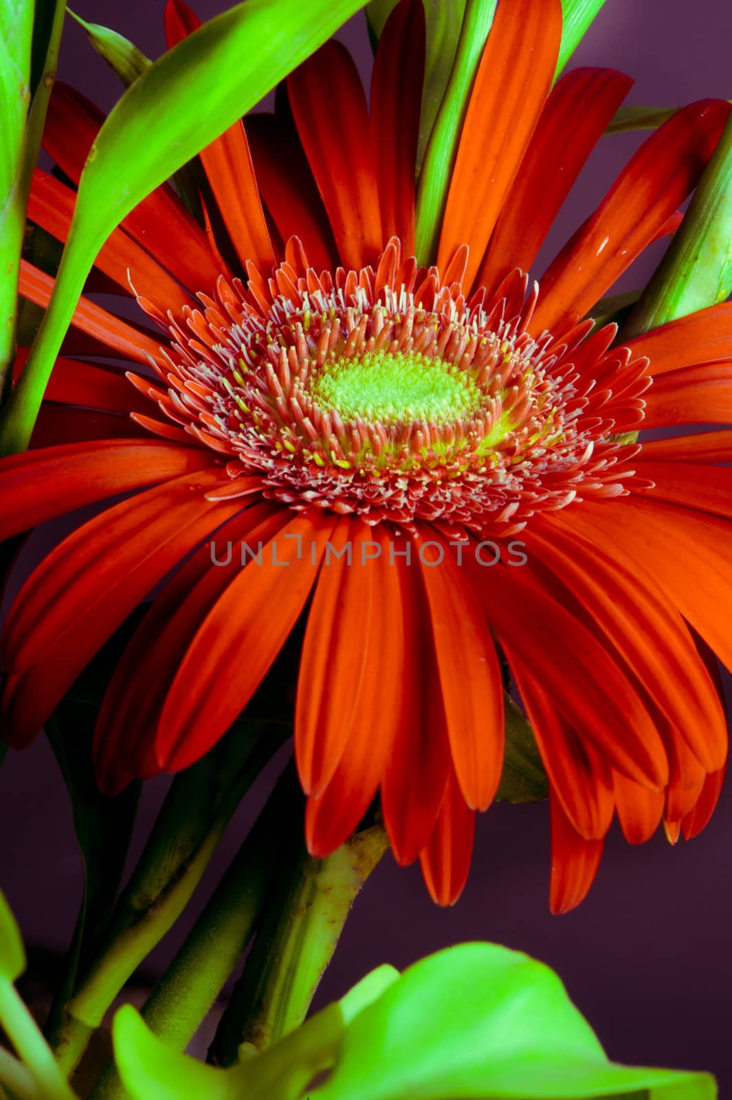 garden flower on a black background