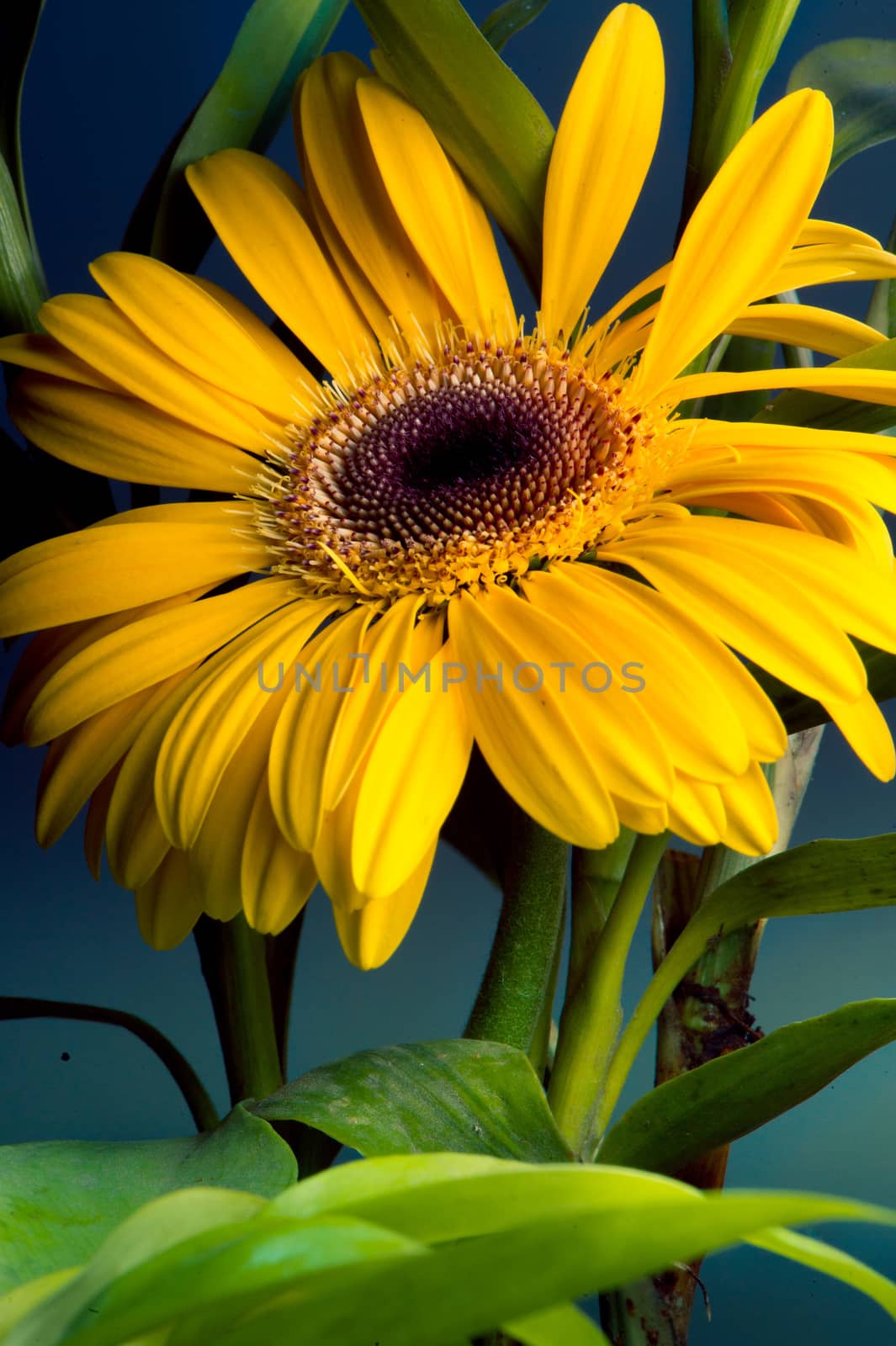 Yellow flower on a black background, in a studio. High key shoot.