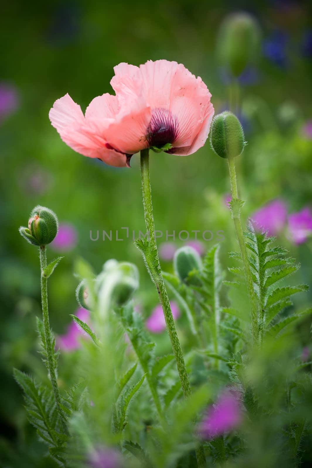 blooming beautiful pink flower in garden