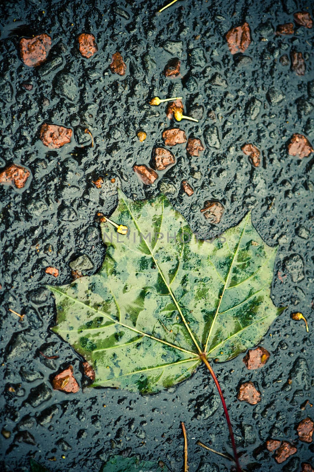 close-up of a fallen leaf on the road on a rainy day