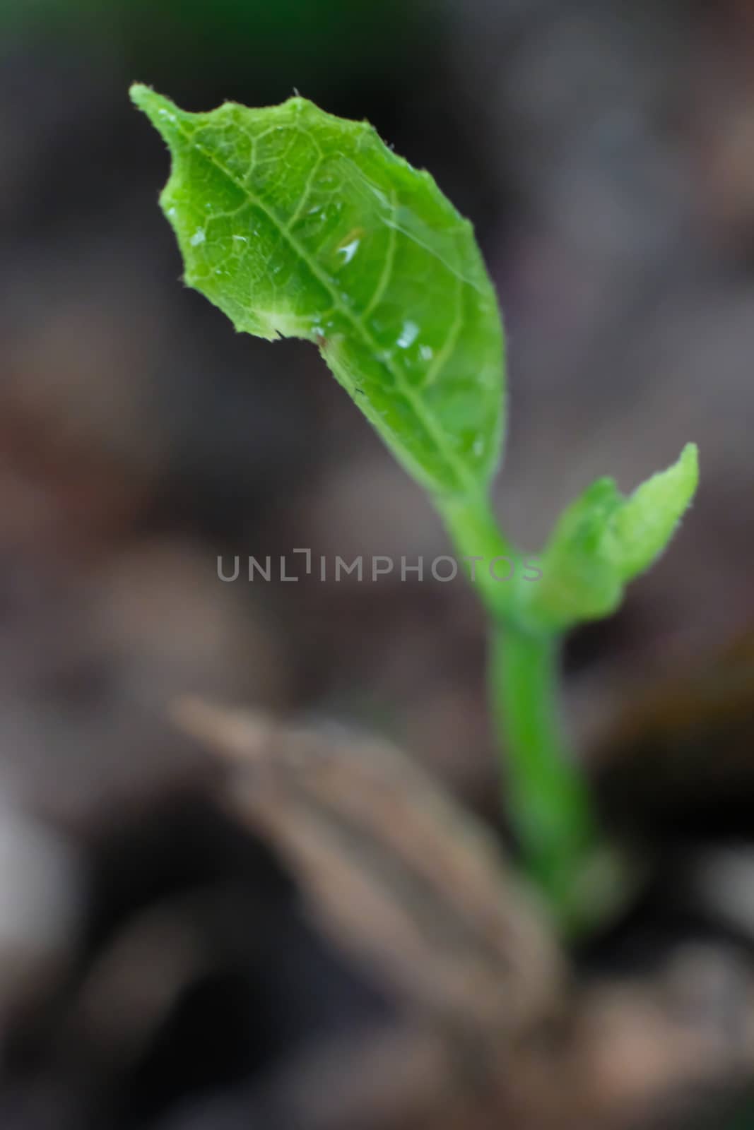 Green sprout growing from seed
