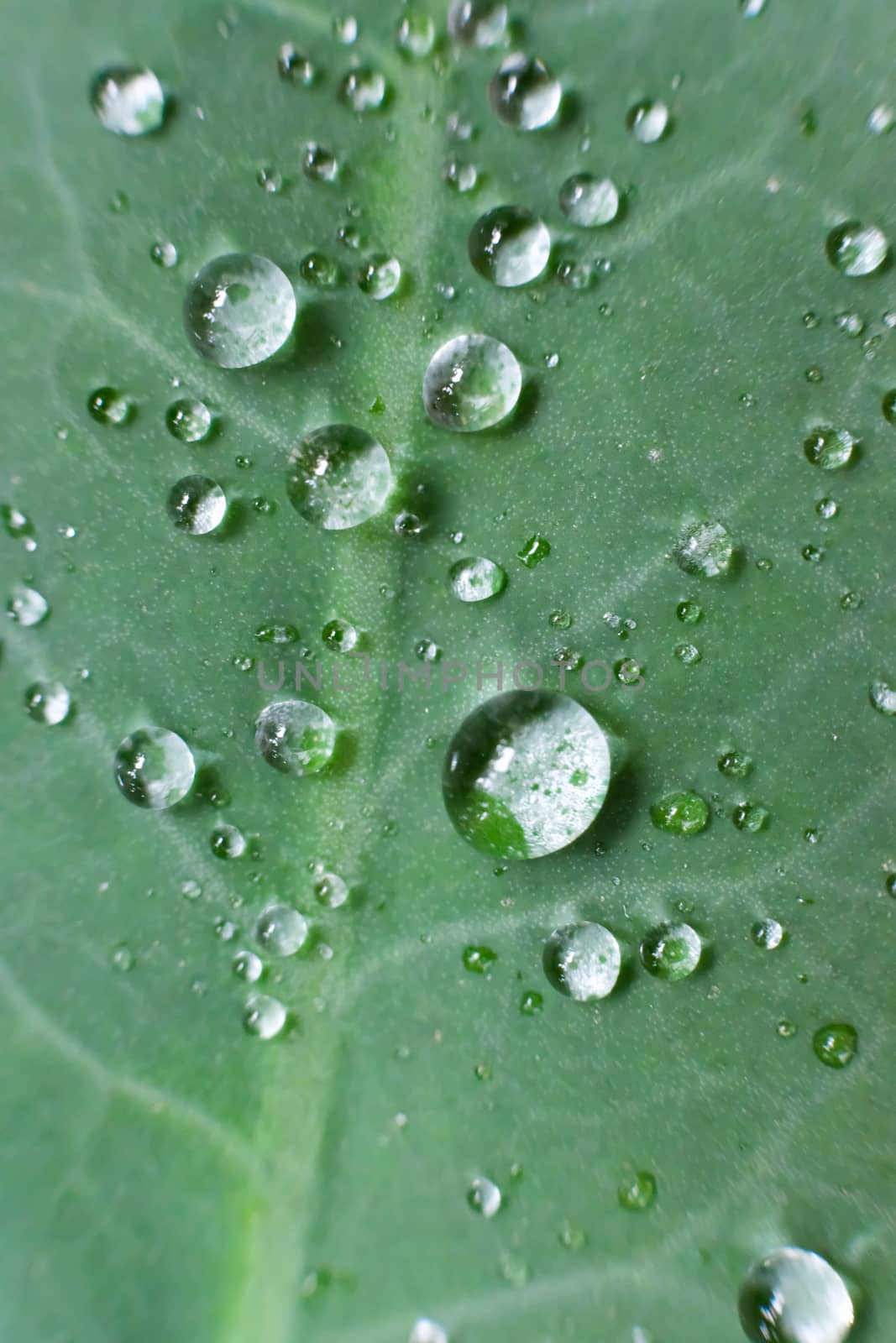 Green leaf with drops of water