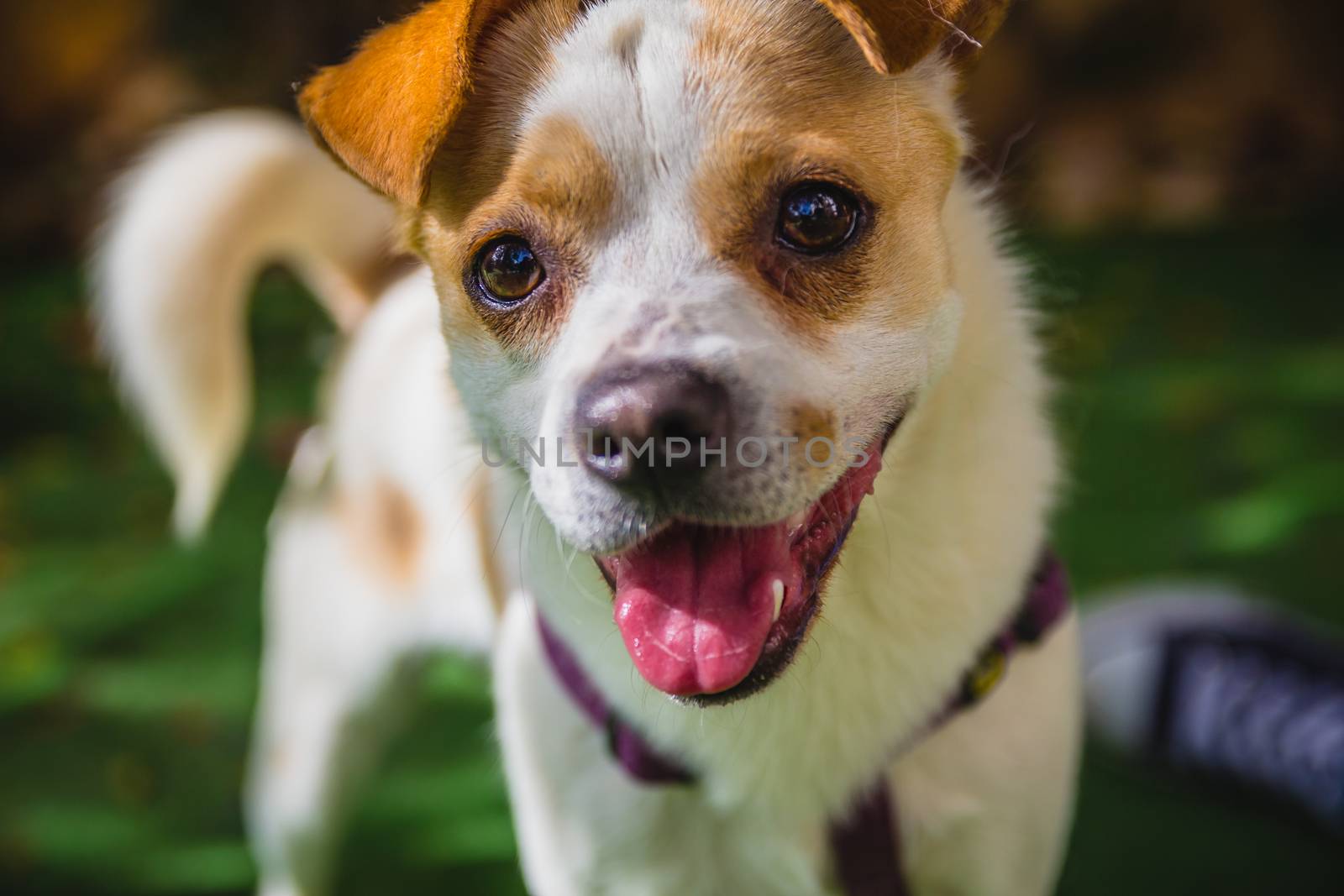 Adorable Jack Russell Terrier dog in the park looking at camera.