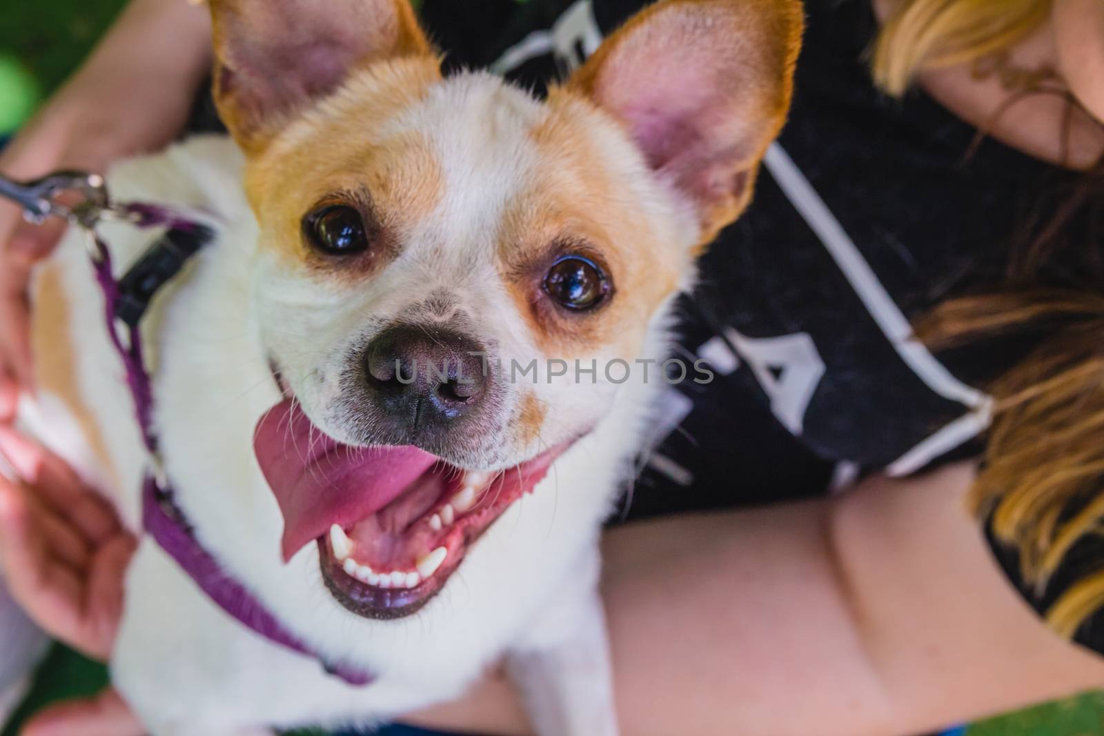 Adorable Jack Russell Terrier dog in the park looking at camera.
