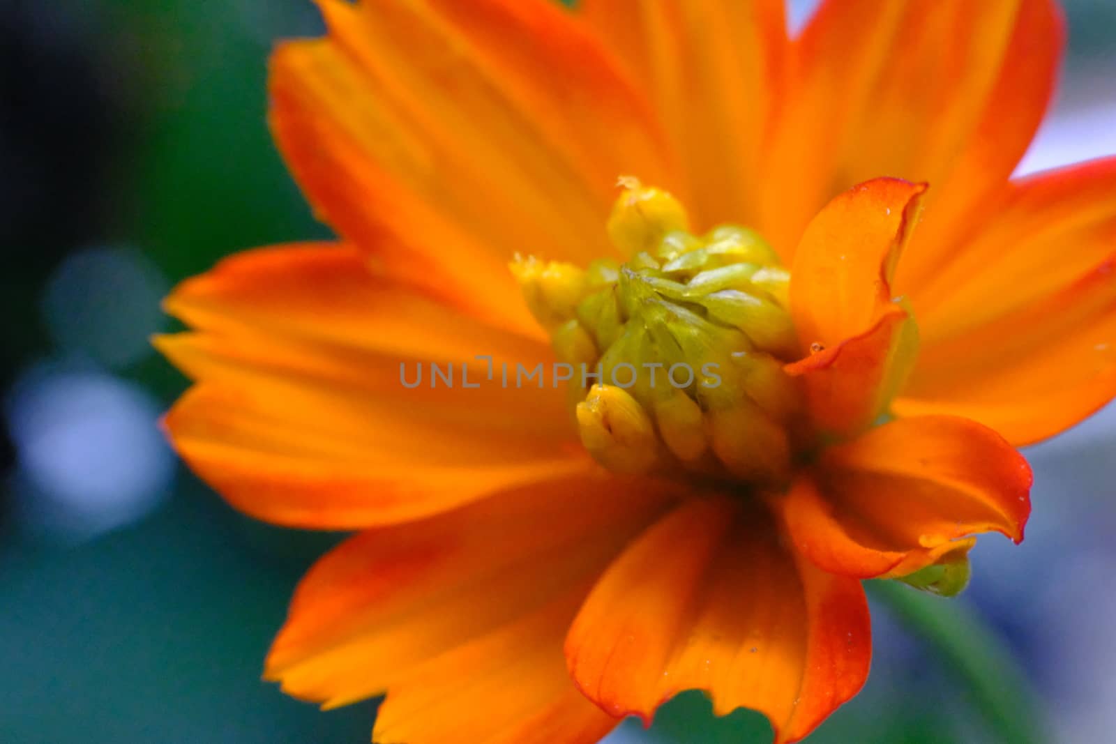 Yellow Flower Macro.