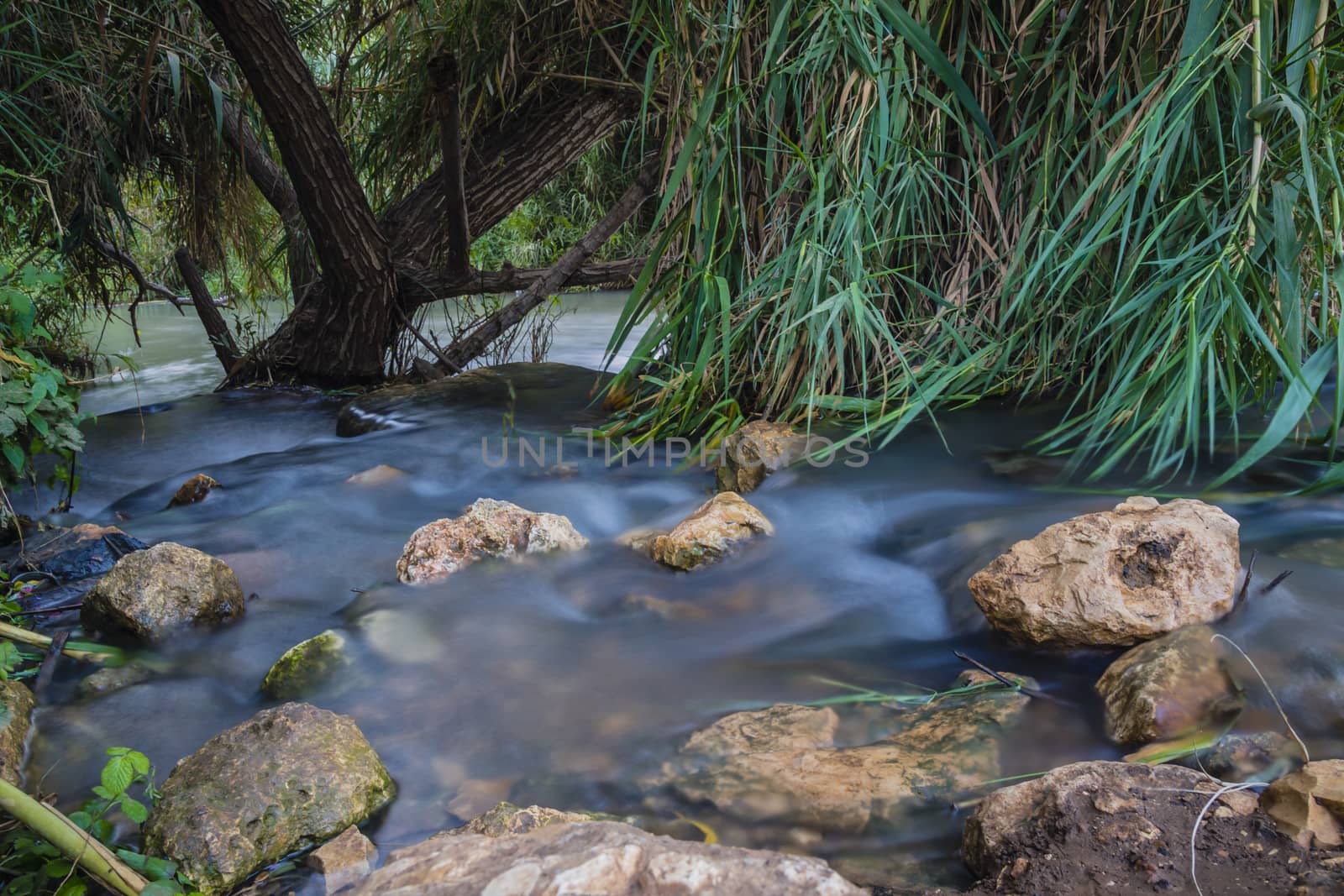 Peaceful Stream flows through forest
