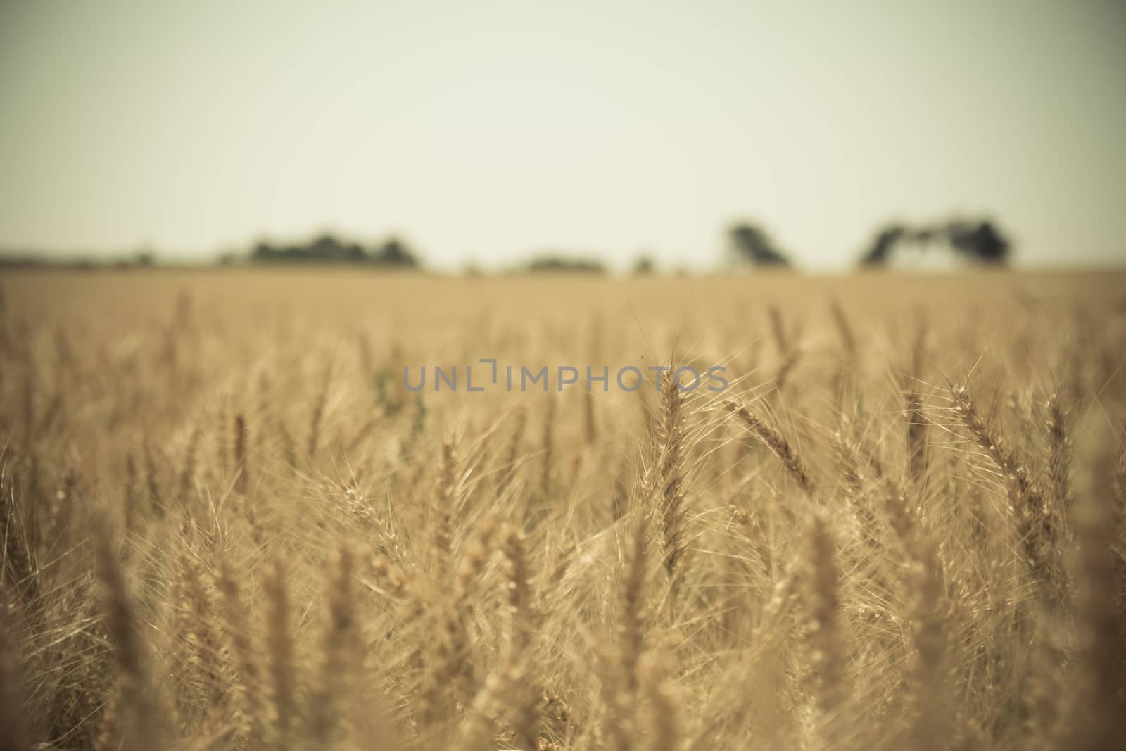 Close up of a golden wheat field.
Blurred background.
