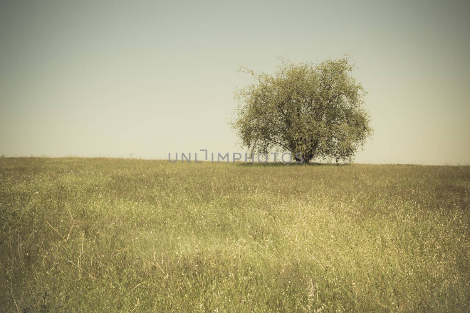 Single tree in an open grassy field meadow.