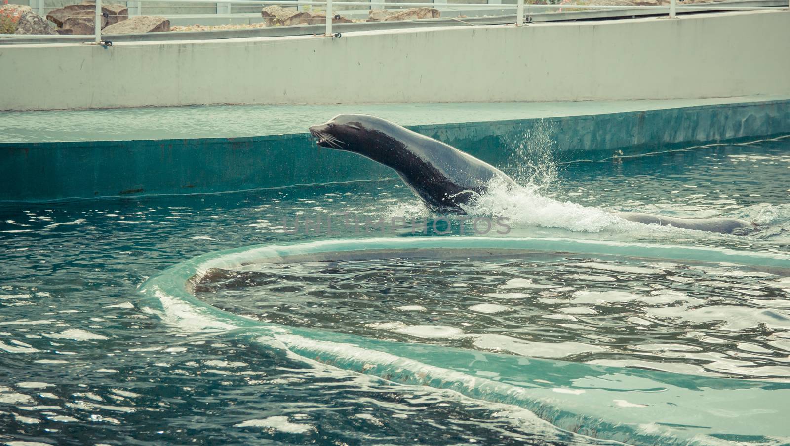 Seals swim and jump into the water at the zoo.