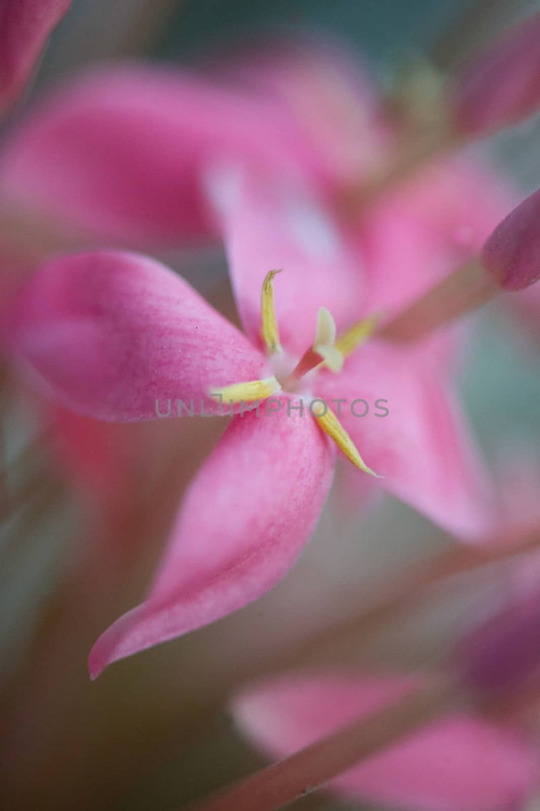 Close up of pink flower