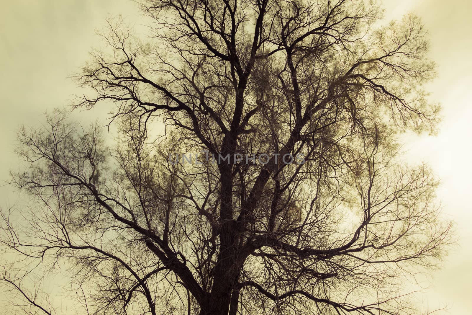 Silhouette of bare tree - yellow tone