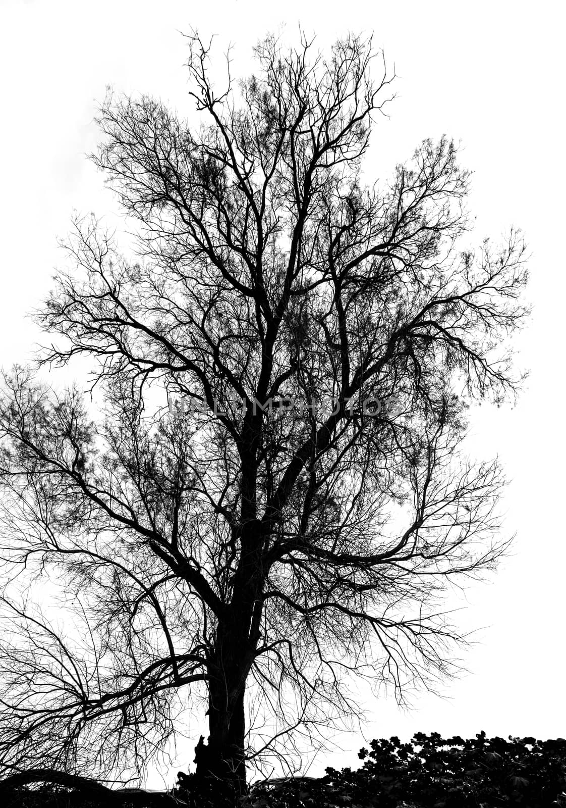 Silhouette of bare tree - black and white