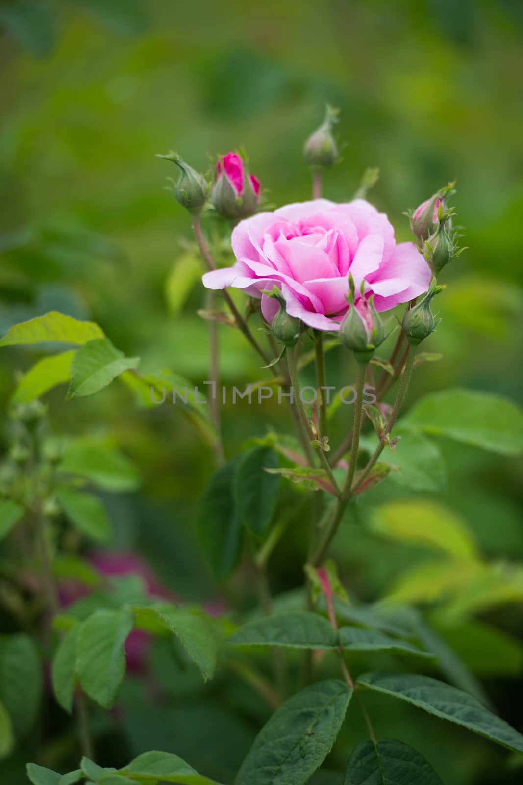 Beautiful pink rose in a garden