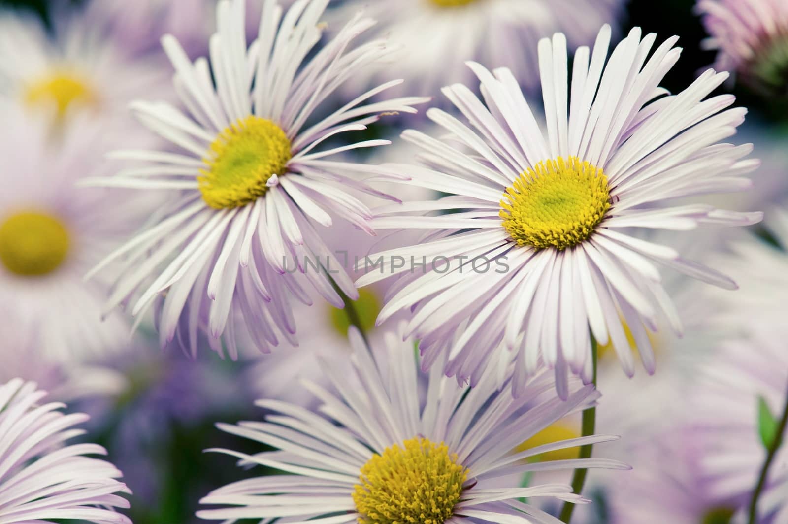 beautiful white flowers in the garden with spring bokeh background