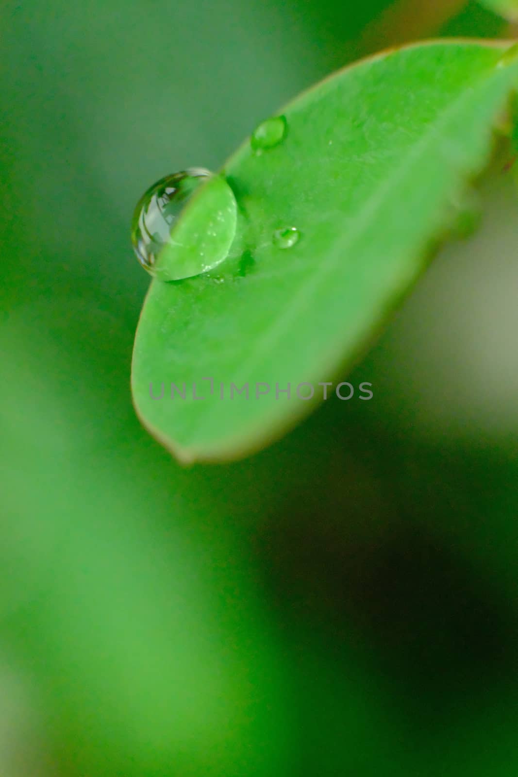Green leaf with drops of water