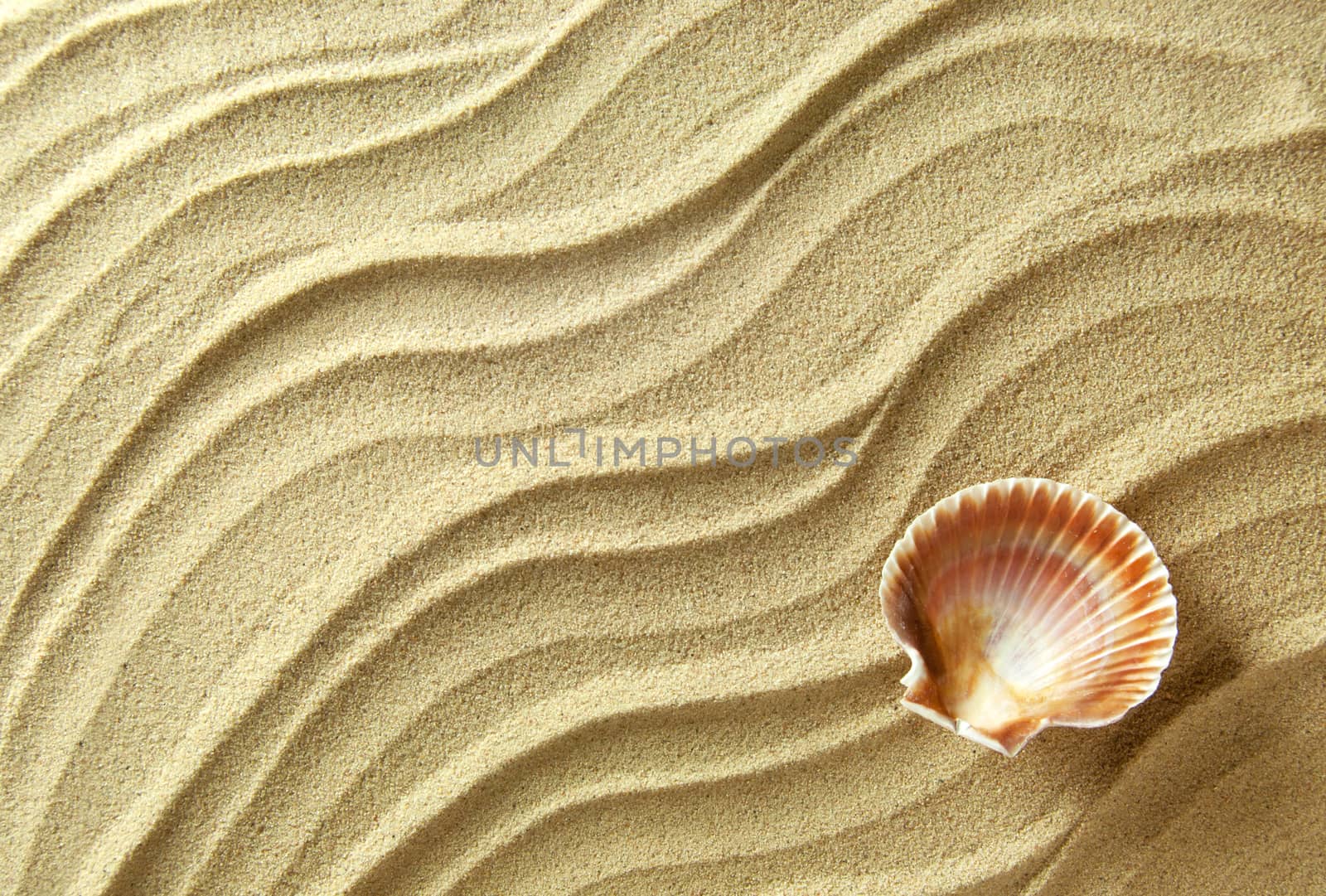Close up of sea shell on beach sand 