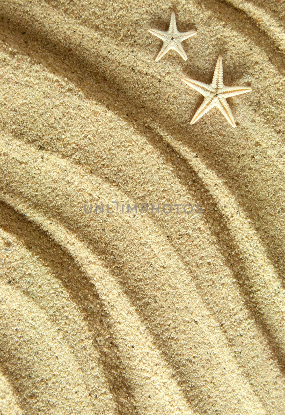 Close up of a starfish shells on beach sand background