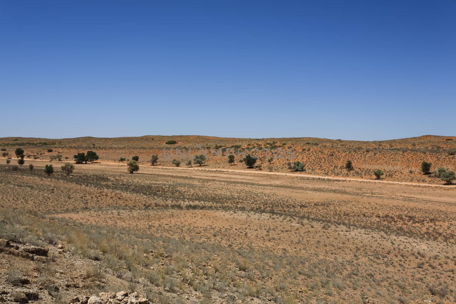 Panorama from Kgalagadi National Park, South Africa