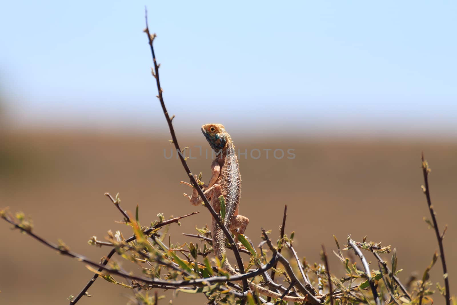 Agama aculeata from Kgalagadi Transfrontier Park, South Africa