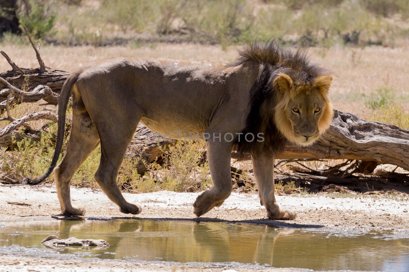 A lion from Kgalagadi National Park, South Africa