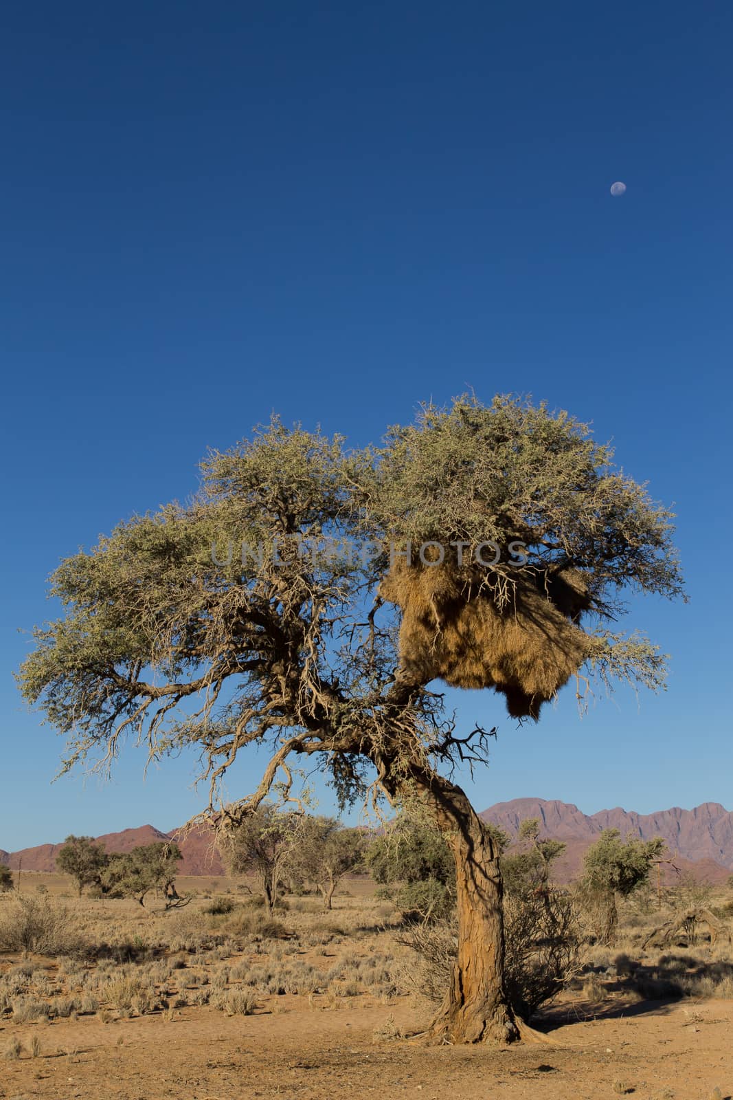Big nest on a tree from Namibia