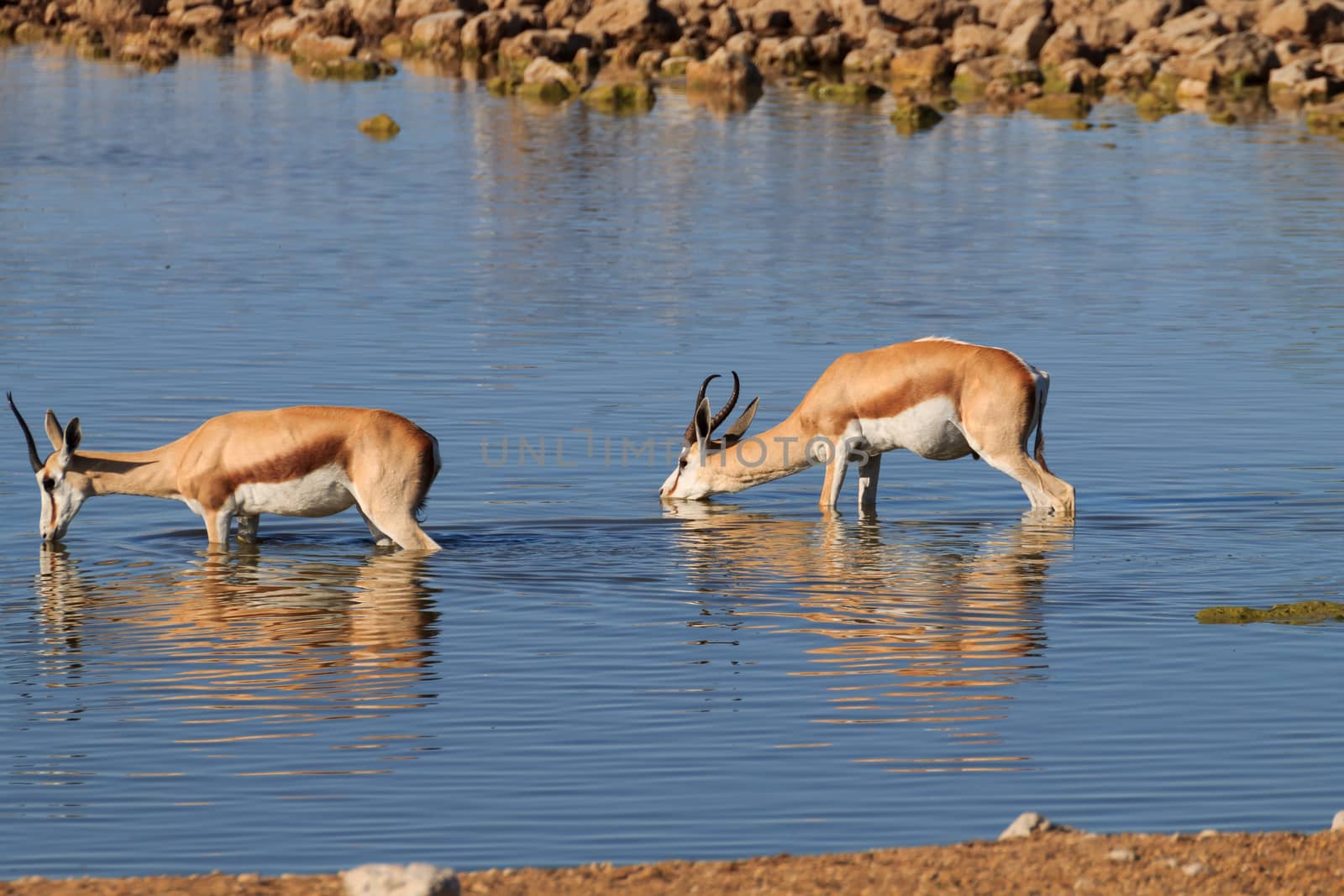 Springboks drinking at Okaukuejo waterhole from Etosha National Park, Namibia