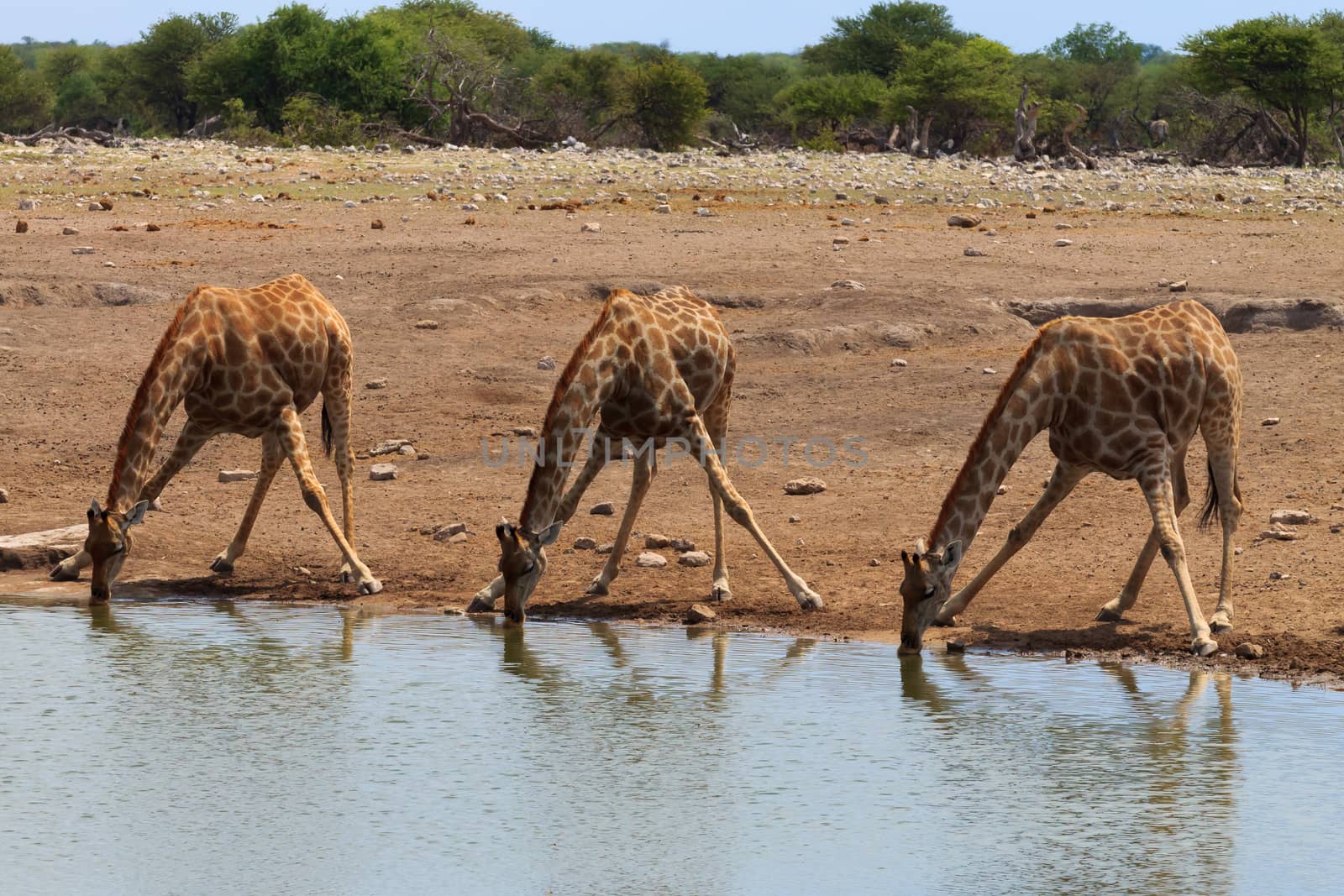 Giraffes drinking from waterhole at Etosha National Park, Namibia