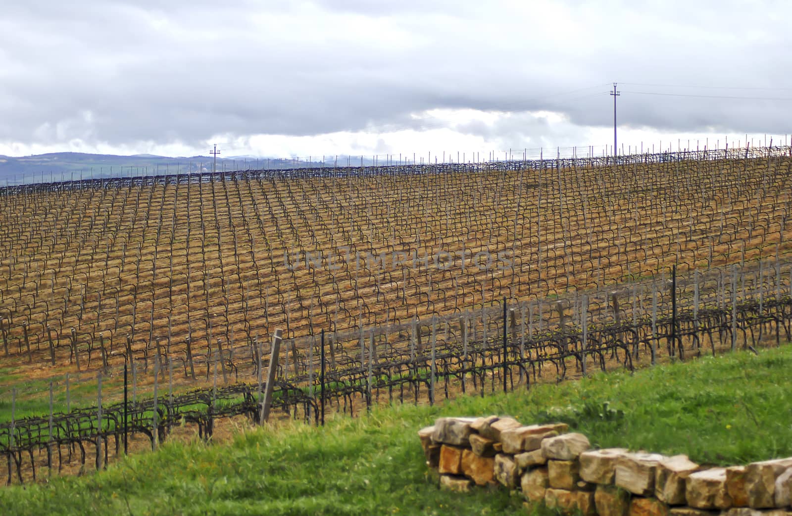 bare italian vineyard by rarrarorro