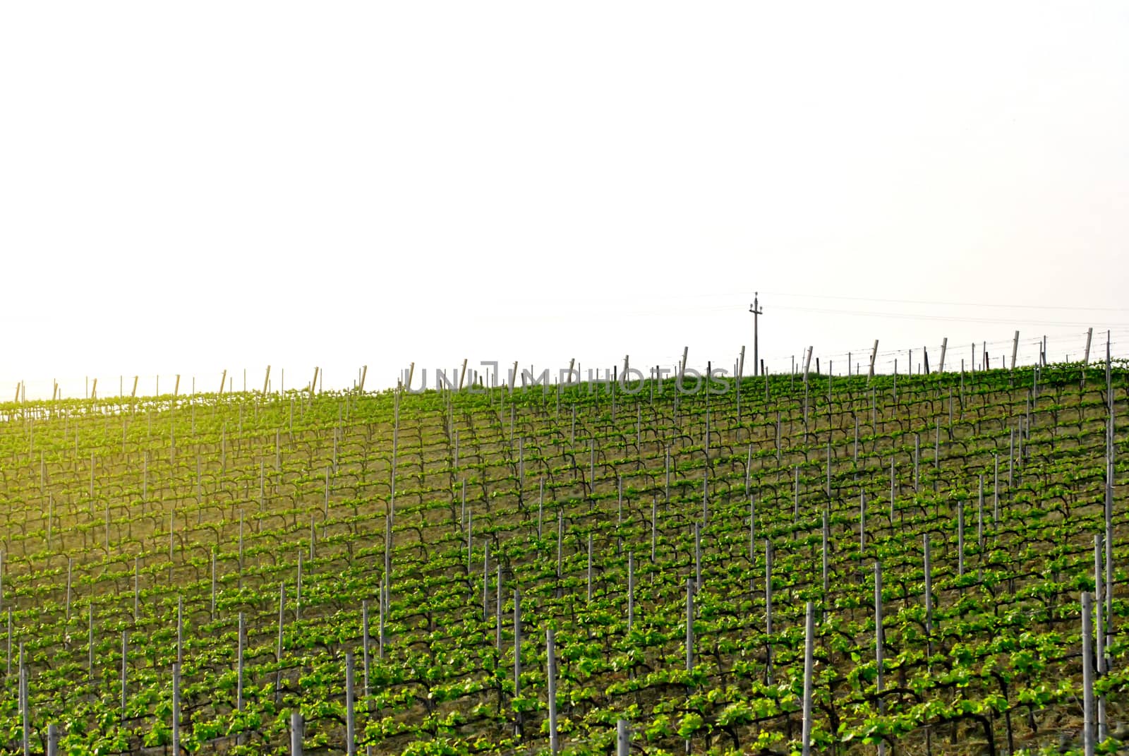 italian vineyard in a clear spring day with a pylon in the distance. outdoor shot. 