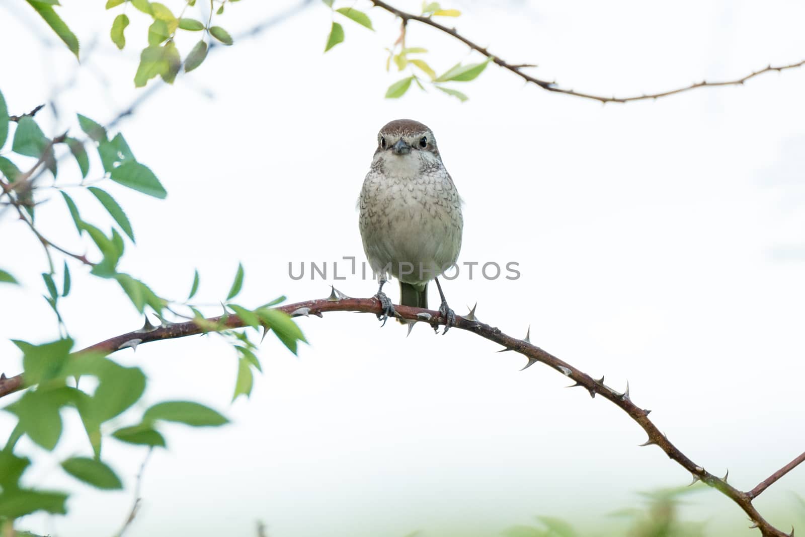 Lanius collurio on a branch, beautiful bird, Russia, village, summer