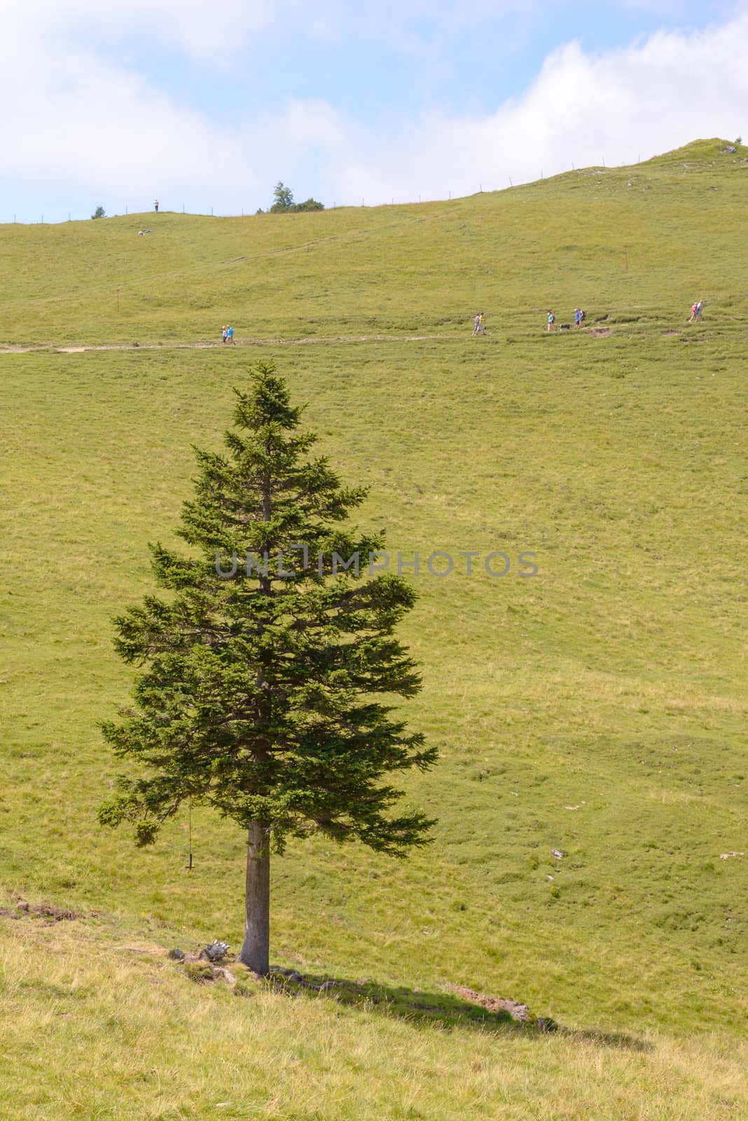 Single pine tree in mountains on horizon, Alpine landscape, Slovenia, Velika planina pasture