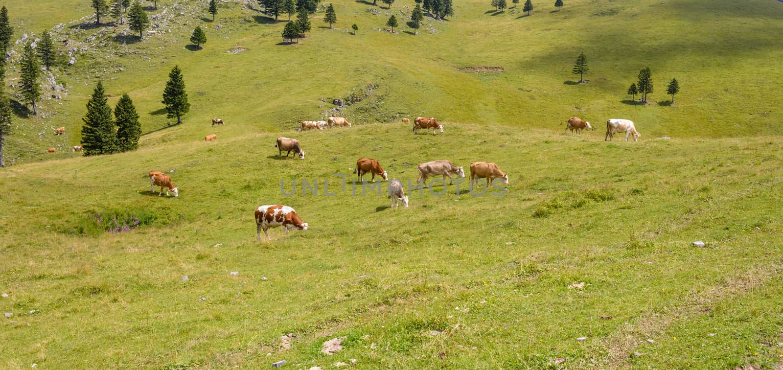 Brown and white Cattle, Livestock grazing on pasture in mountains, European Alps, Velika Planina, Slovenia