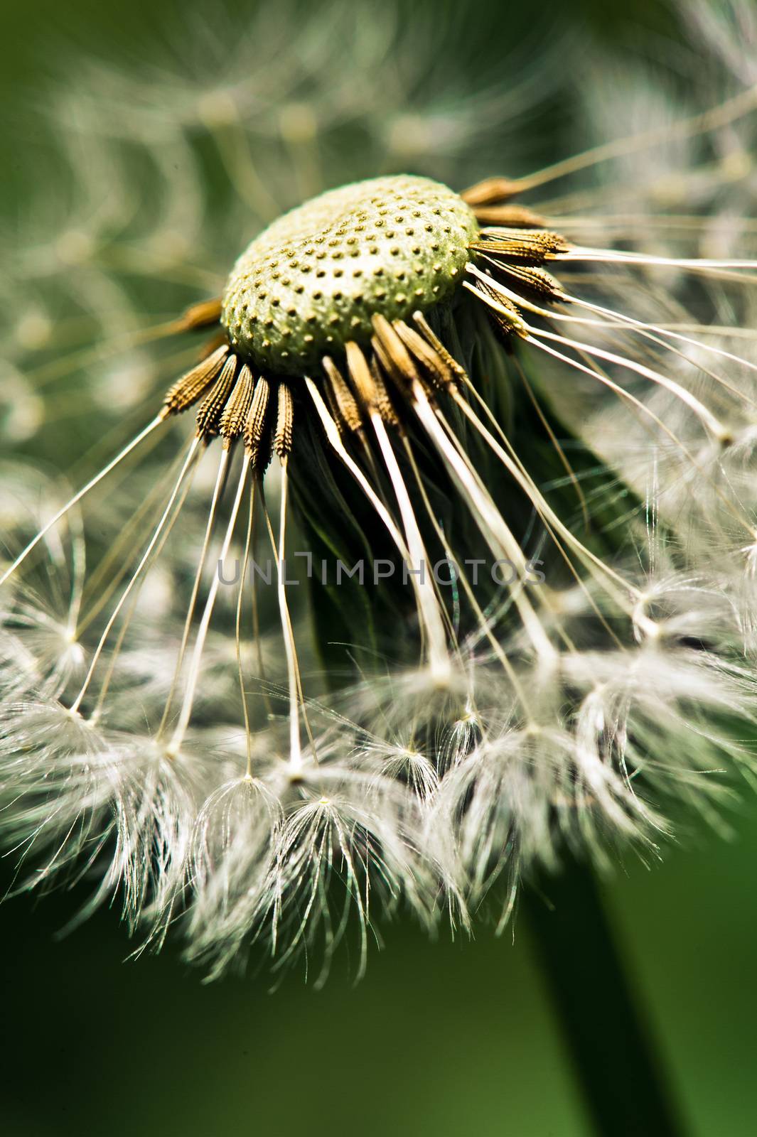 Close up of dandelion spores against black backgroun