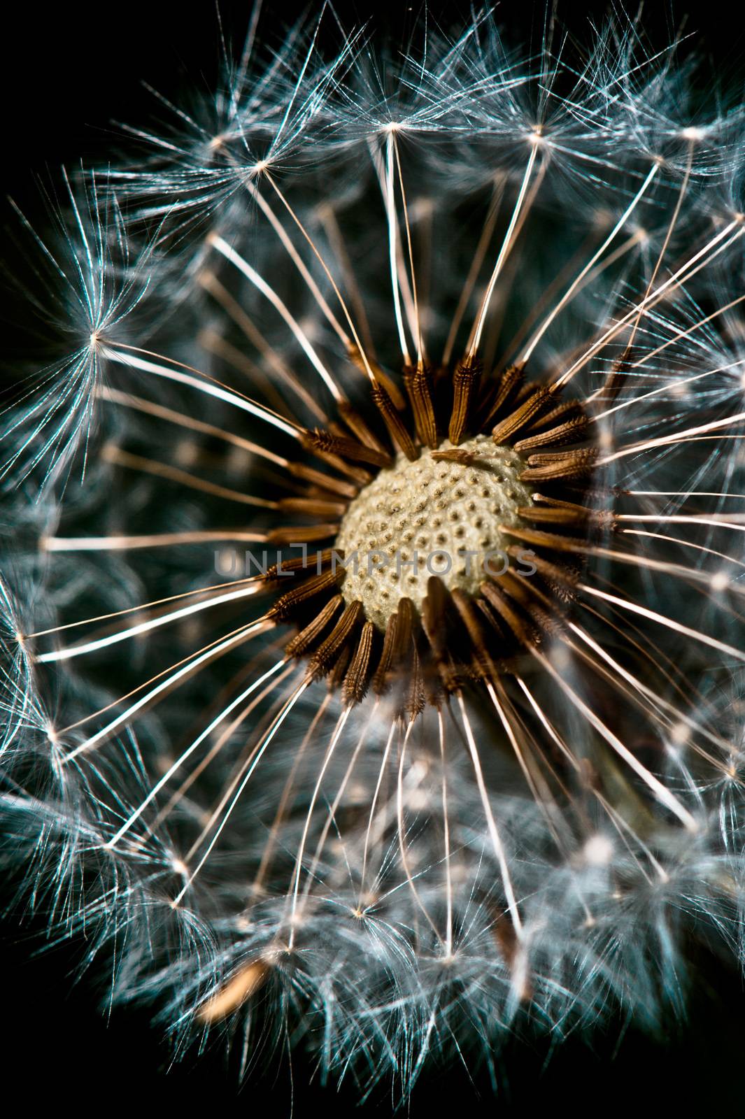 Close up of dandelion spores against black backgroun