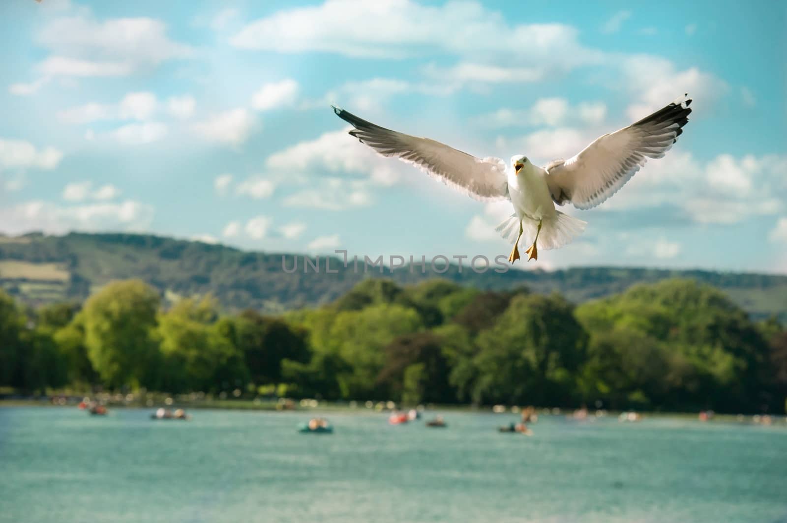 Black-headed gull