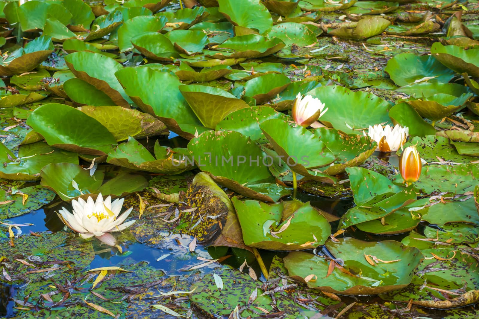 Water lily on the lake, white blossom